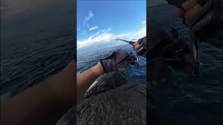 houndfish 🥳🎣|FISHING VIDEO.                                #fishing #fish #sea