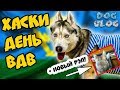 DOGVLOG: ХАСКИ ДЕНЬ ВДВ 2018. Говорящая собака