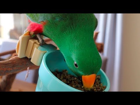 تصویری: 3 راه برای تشخیص علائم اختلالات تغذیه ای در طوطی های Eclectus