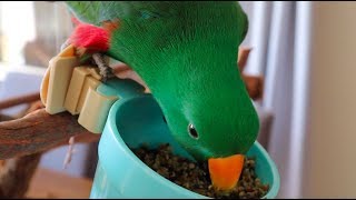 3 Myths About The Eclectus Parrot Diet | What Should Eclectus Parrots Really Eat!