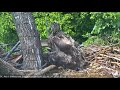 AEF DC Eagle Cam 6-25-18:  Week in Review June 10-16, 2018