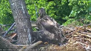 AEF DC Eagle Cam 6-25-18:  Week in Review June 10-16, 2018