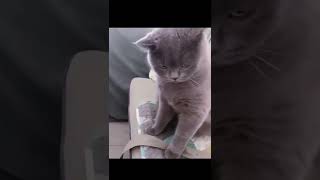 Kucing Abu Gosong Ne Bos, Seng Donk.