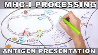 MHC-I Processing | Antigen Processing and Presentation