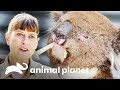 Misión para rescatar a koalas heridos en incendios | Los Irwin: Robert al rescate | Animal Planet