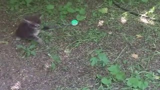 Приколы про животных смотреть Приколы про животных смотреть