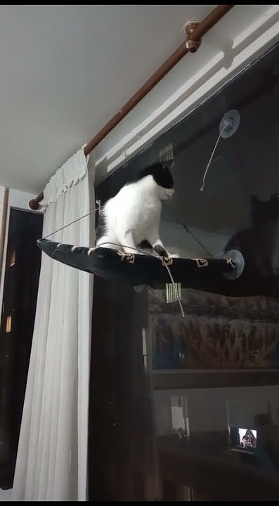 pats20🎥 Capturing Pet Magic: Unmissable Moments and Adorable Shenanigans! 🐾✨ #PetMagic #ViralVibes