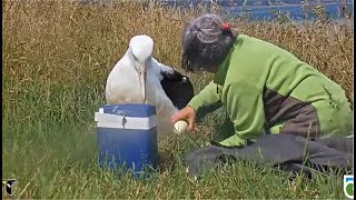 Royal Albatross ~ Ranger Sharyn Candling The Egg! Gives A Thumbs Up  Embryo Is Doing Okay! 12.28.23
