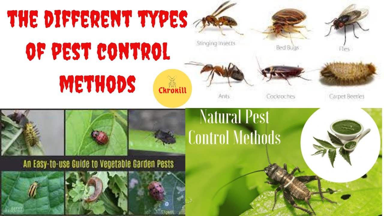 What are the Different Types of Pest Control Methods - YouTube