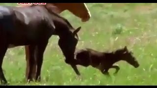 horse kills foal after birth