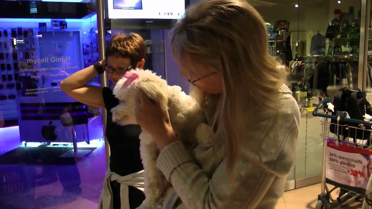 Ankunft Hunde in Not in Hamburg06062011 YouTube