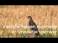 Ontdek het verschil tussen het mannetje en vrouwtje sperwer #570