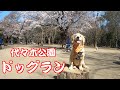 初めて代々木公園ドッグランデビューしたゴールデンレトリバーの子犬　GoldenRetriever NAKI