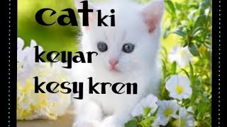 cat ki care kesy kren#cute #live #cover