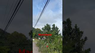 Fairfield Mountain #Shorts #Jamaica #Travel