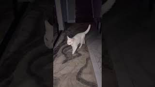 Brutal cat #cats #animals