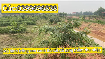 Mô hình trồng xen canh tăng Bồ kết tăng thu nhập |#nhavuonthucuc #câybồkết #câygiốngbồkết