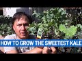 How to Grow the Sweetest Kale & Other Leafy Green Vegetables