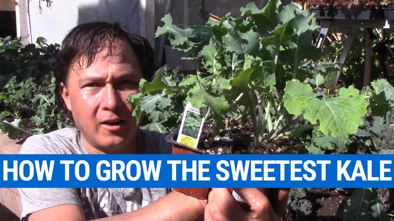 How to Grow the Sweetest Kale & Other Leafy Green Vegetables