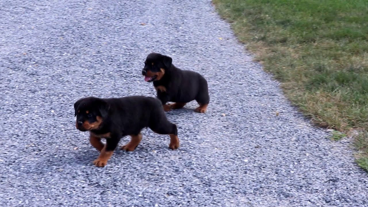 king rottweiler puppies for sale