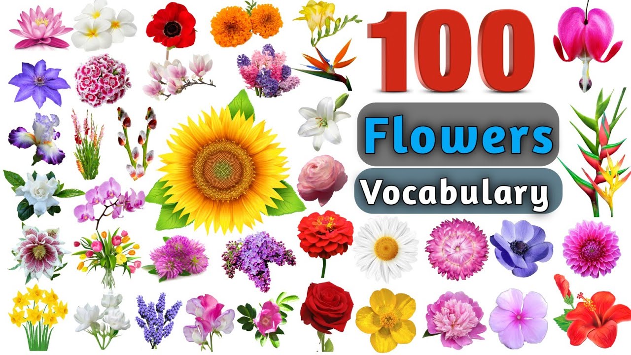 Flowers Vocabulary In English ll 100 Flowers Name In English With ...