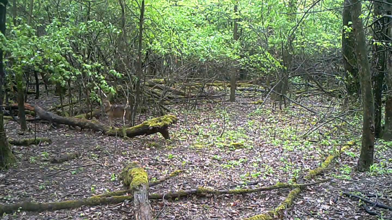 Nappali aranysakál felvétel ! forestcam ls 897 2g képküldŠ...