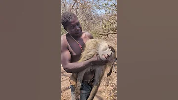 Hadzabe Tribe Hunting Big Baboon Morning Successfully Hunters Culture 