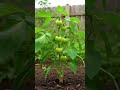 “Grow Tomatoes Fast at Home – Tiny Pot Secret Trick! 🍅✨”