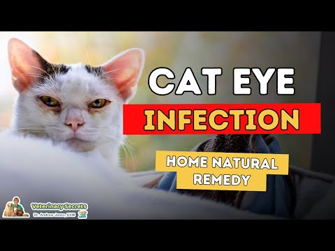 Video: How To Treat Eye Conditions In Cats