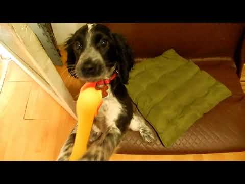 ჯინოს ახალი მეგობარი