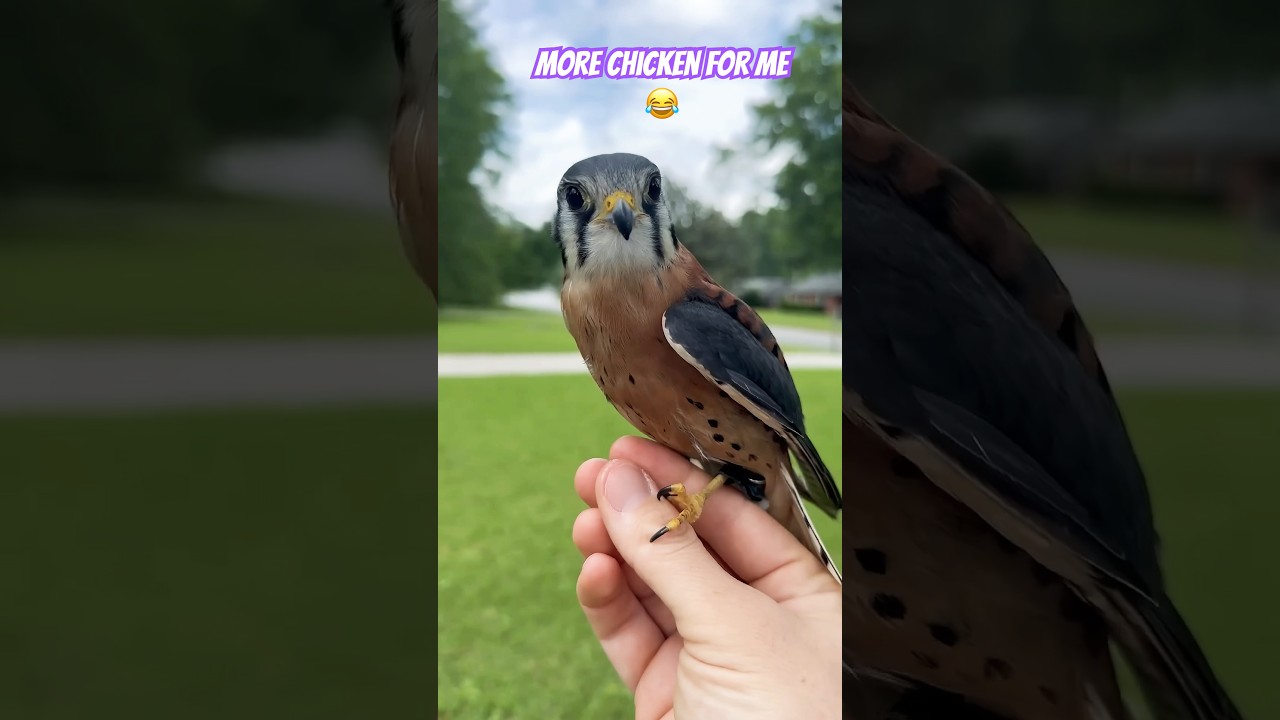 Hungry Falcon say more chicken 