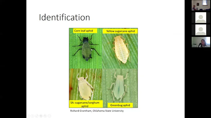 2017 Sugarcane Aphid Update Alana Jacobson