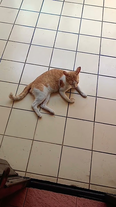 Lanang lagi berduka gadis cantik telah pergi selama nya