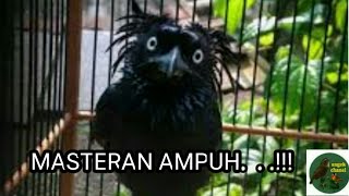 SUARA BURUNG AWAR - AWAR JAMBUL