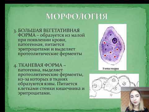 МЕДИЦИНСКАЯ ПАРАЗИТОЛОГИЯ | Урок 5. Простейшие. Дизентерийная амеба.