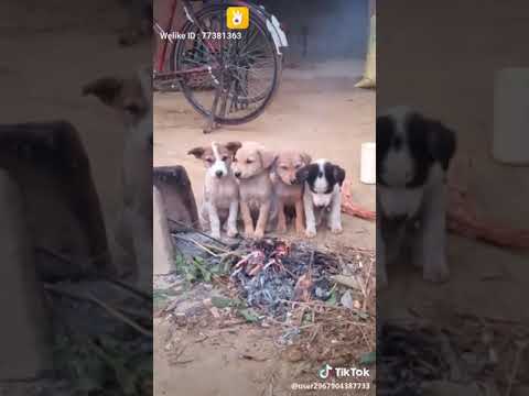 ভিডিও: ফ্রিজিড শীত আবহাওয়ায় ম্যান পরিত্যক্ত কুকুর