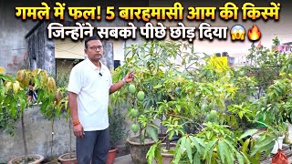 🥭 गमले में फल ही फल! बारहमासी आम की 5 ऐसी वैरायटी जिसने सबको पीछे छोड़ दिया 😱🔥