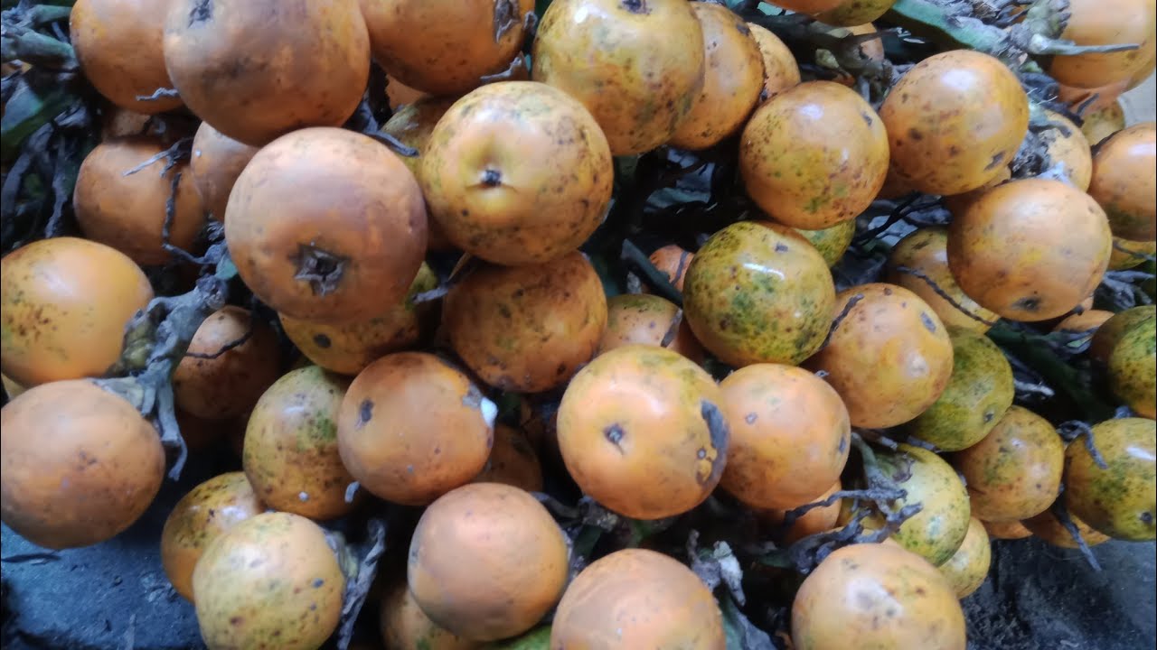 সুপারি চারা তৈরির পদ্ধতি ||Shekor Bangla