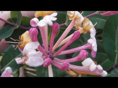 Video: Honeysuckle Etruscan