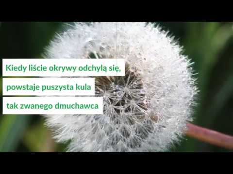 Wideo: Różnica Między Szypułką A Szypułką