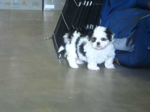 King Charles x Shih Tzu