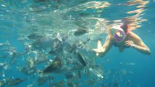Мальдивы снорклинг на Бьяду  Бюджетные Мальдивы  Дельфины, черепахи и много рыб!