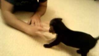 Patterdale Terrier Puppy Playing