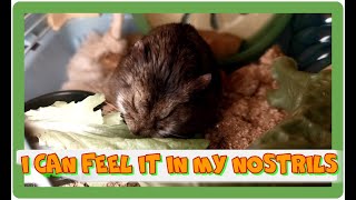 I CAN FEEL IT !!!   #rodent #hamsteri #roborovskihamster #roborovskii #hamstertreats #hamsterbabies