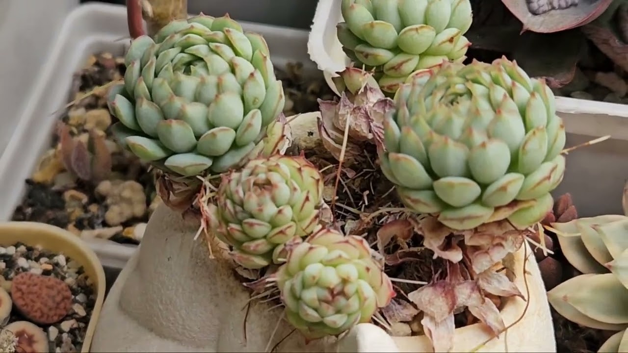 Мои суккуленты. 4ч '26.Обзор, болталка, советы