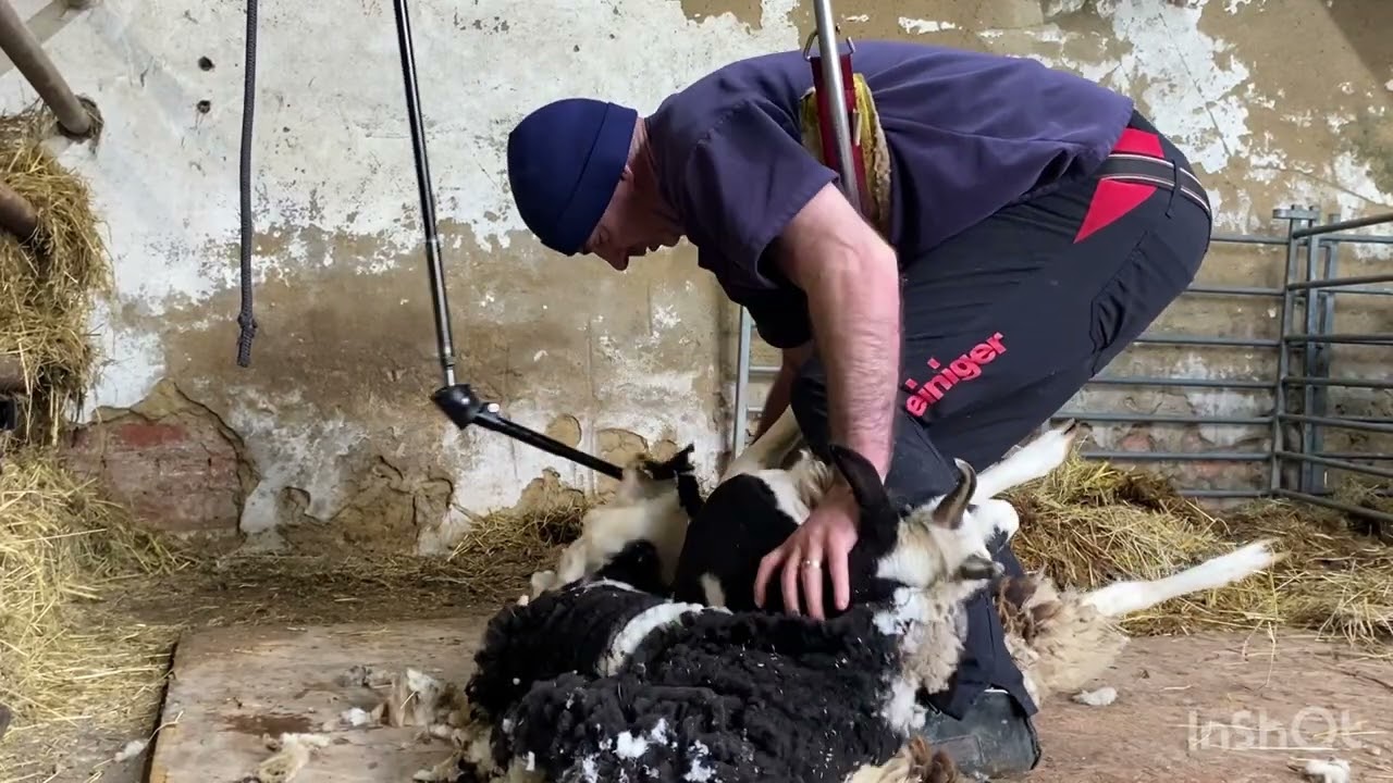 Come watch sheep be sheared 