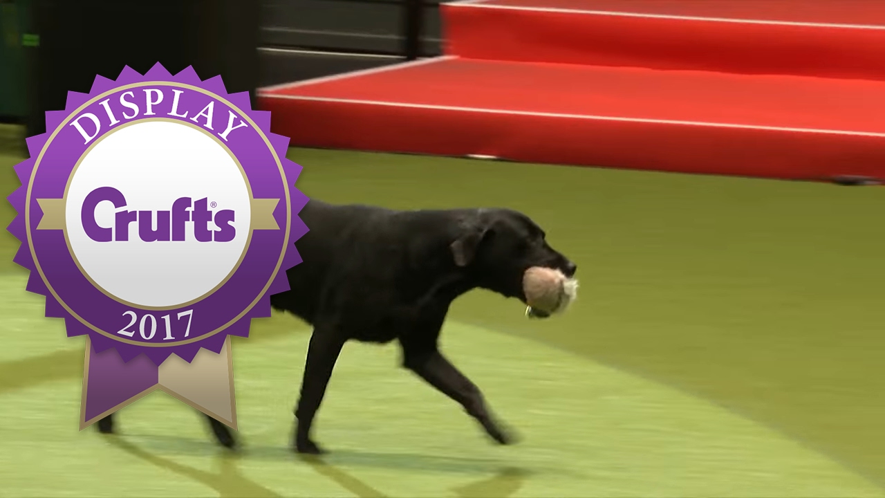 gun dogs crufts 2019