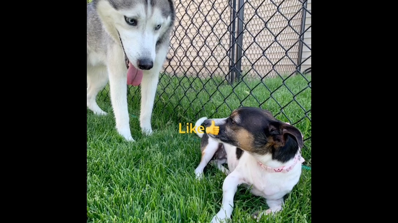 How to teach your dog to shake - YouTube