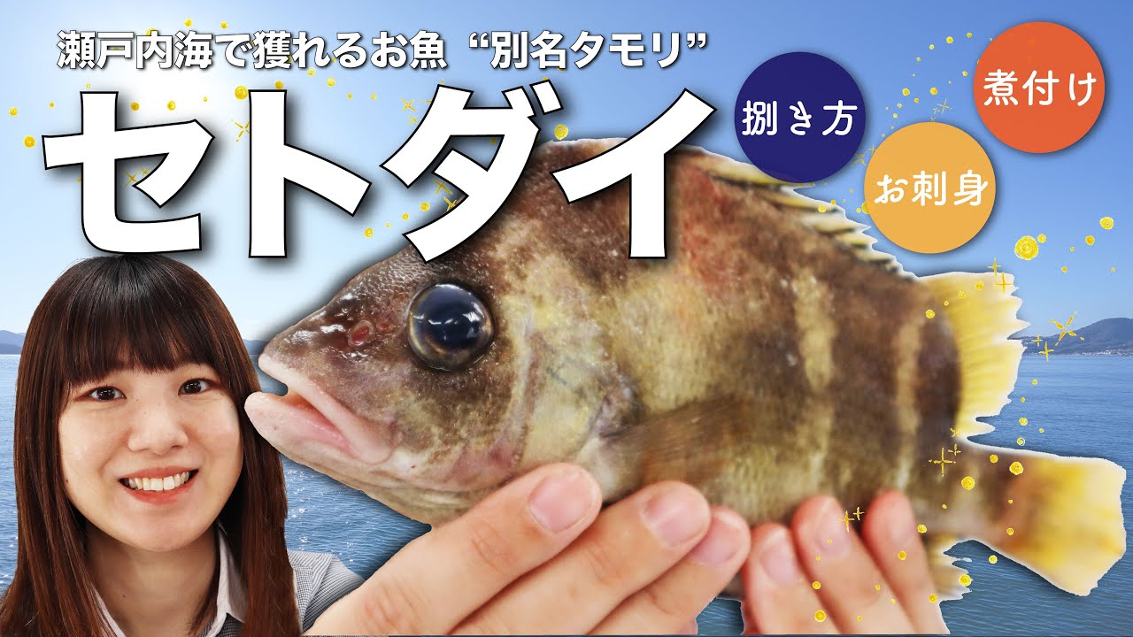 セトダイ 瀬戸内海のお魚タモリ 捌き方 刺身 煮付けまでご紹介 ウミダス公式 Youtube