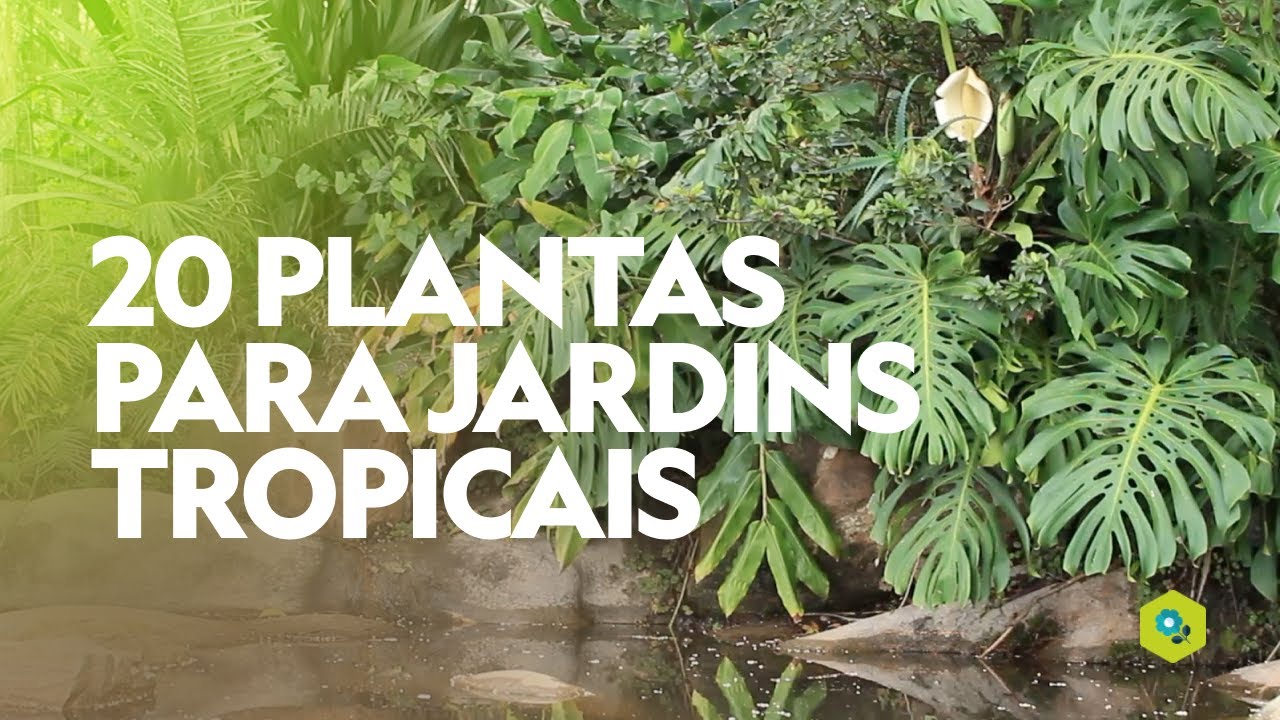 20 FLORES para JARDINS TROPICAIS - thptnganamst.edu.vn